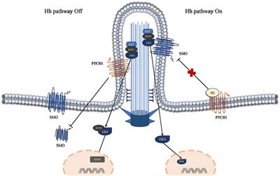 Structure, function, and research progress of primary cilia in reproductive physiology and reproductive diseases